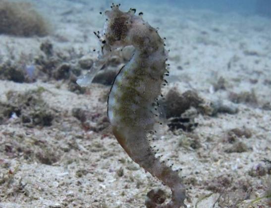 ����ʮ����Ư���ğᎧ�~�����~ɫ�ʸ�����ͬ��С���~�L��ɐ�