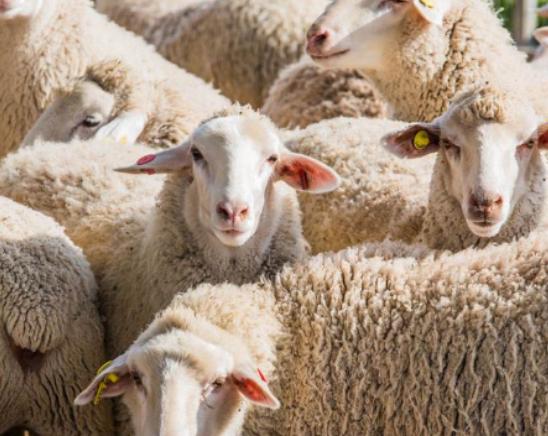 世界智商最低的六大動物,鸮鸚鵡可以把自己活活摔死、綿羊智商也堪憂 世界智商最低的六大動物,鸮鸚鵡可以把自己活活摔死、綿羊智商也堪憂