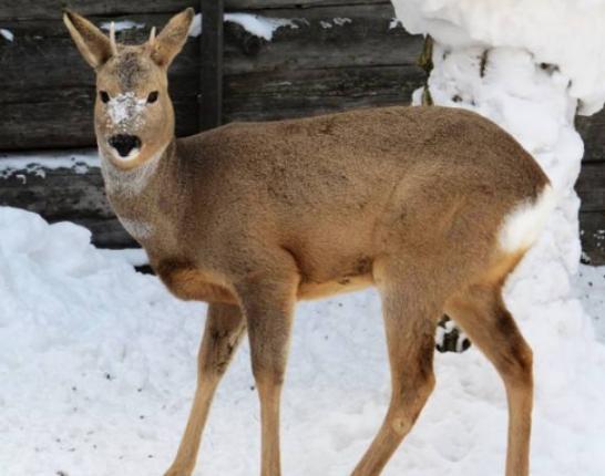 世界智商最低的六大動物,鸮鸚鵡可以把自己活活摔死、綿羊智商也堪憂 世界智商最低的六大動物,鸮鸚鵡可以把自己活活摔死、綿羊智商也堪憂