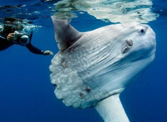 世界智商最低的六大動物,鸮鸚鵡可以把自己活活摔死、綿羊智商也堪憂 世界智商最低的六大動物,鸮鸚鵡可以把自己活活摔死、綿羊智商也堪憂