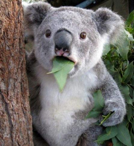 世界智商最低的六大動物,鸮鸚鵡可以把自己活活摔死、綿羊智商也堪憂 世界智商最低的六大動物,鸮鸚鵡可以把自己活活摔死、綿羊智商也堪憂