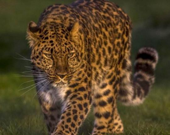 ����ʮ����ϡ�еĄ���������צ��Ϭţȫ��H��35�^���h�|���F��s10ֻ