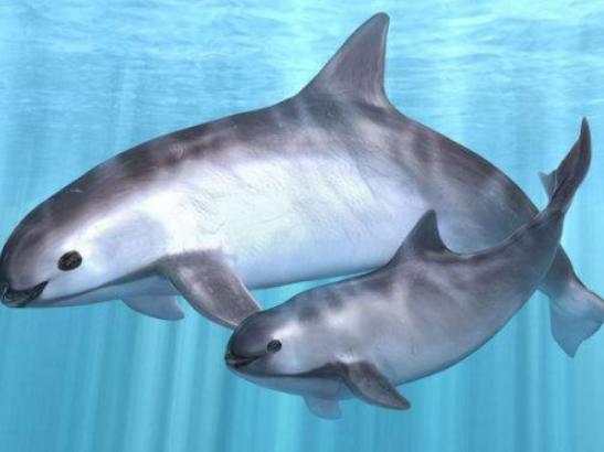 ����ʮ����ϡ�еĄ���������צ��Ϭţȫ��H��35�^���h�|���F��s10ֻ