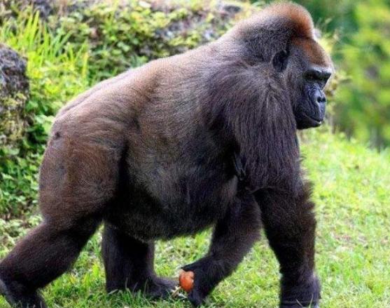 ����ʮ����ϡ�еĄ���������צ��Ϭţȫ��H��35�^���h�|���F��s10ֻ