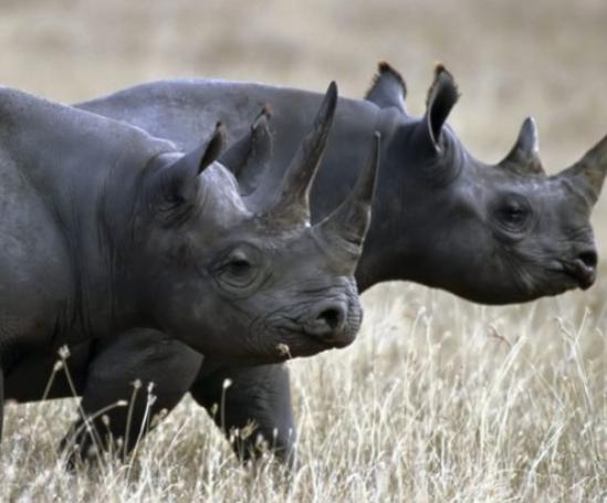 ����ʮ����ϡ�еĄ���������צ��Ϭţȫ��H��35�^���h�|���F��s10ֻ