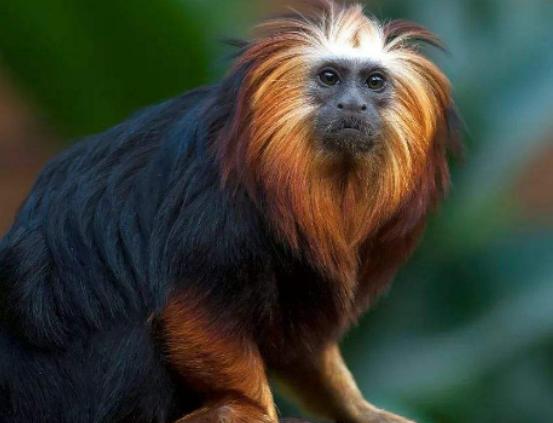 ����ʮ����ϡ�еĄ���������צ��Ϭţȫ��H��35�^���h�|���F��s10ֻ