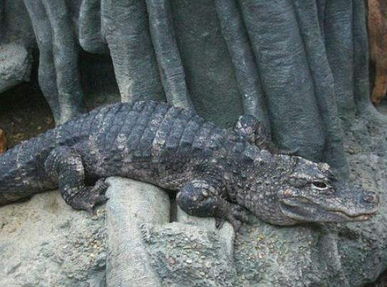 ����ʮ����ϡ�еĄ���������צ��Ϭţȫ��H��35�^���h�|���F��s10ֻ