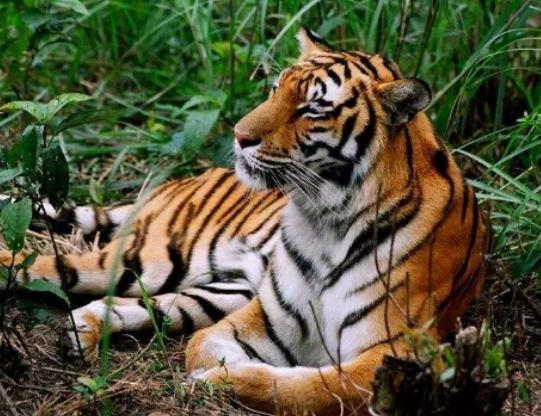 ����ʮ����ϡ�еĄ���������צ��Ϭţȫ��H��35�^���h�|���F��s10ֻ