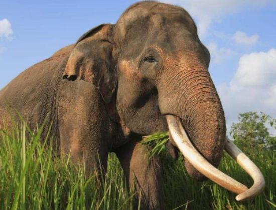 ����ʮ����ϡ�еĄ���������צ��Ϭţȫ��H��35�^���h�|���F��s10ֻ