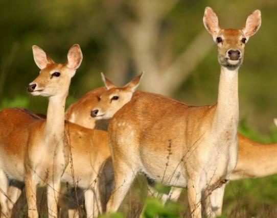 ����ʮ����ϡ�еĄ���������צ��Ϭţȫ��H��35�^���h�|���F��s10ֻ