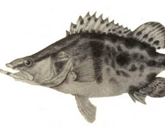 ȫ��ʮ�����F��ˮ�~���а��������~�ڸ������͡������~��ֳ�����O��