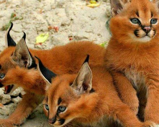 世界十大禁養貓科動物,老虎很兇猛、獅子是叢林之王 世界十大禁養貓科動物,老虎很兇猛、獅子是叢林之王