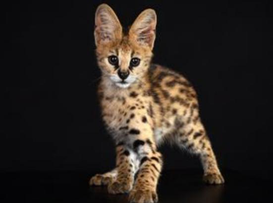 世界十大禁養貓科動物,老虎很兇猛、獅子是叢林之王 世界十大禁養貓科動物,老虎很兇猛、獅子是叢林之王