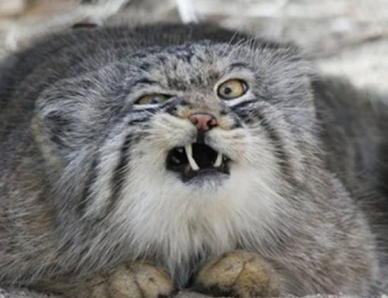 世界十大禁養貓科動物,老虎很兇猛、獅子是叢林之王 世界十大禁養貓科動物,老虎很兇猛、獅子是叢林之王