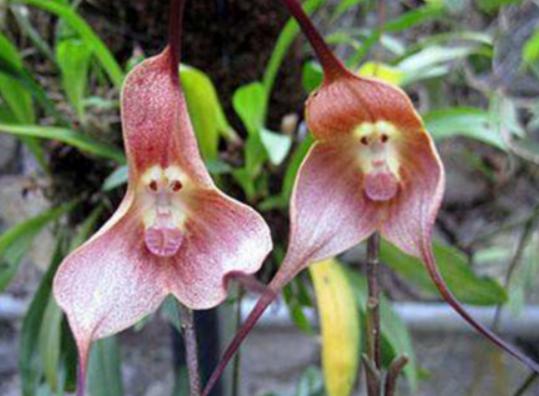 �����������صĻ����а����`�m���ǳ�ϡ�С��ɿ��������ǞlΣ����