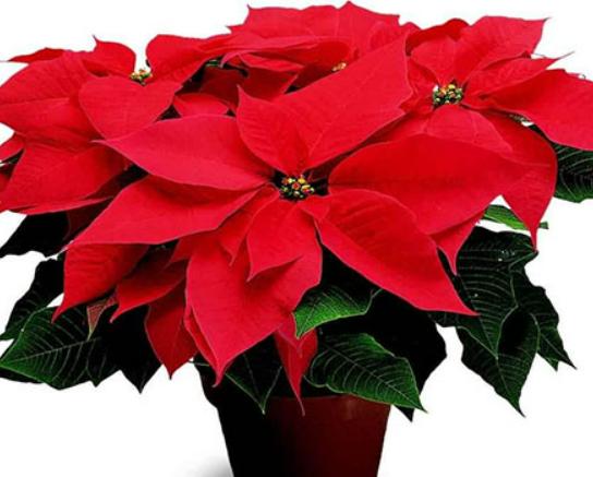 ʮ�����ڼ����B�Ļ���һƷ�t֭Һ���̼�Ƥ�w���˰���Ԣ�ⲻ����