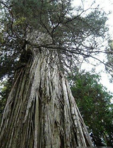 世界最漂亮的樹排名,天下第一銀杏樹、西安古寺銀杏樹讓你身心舒緩 世界最漂亮的樹排名,天下第一銀杏樹、西安古寺銀杏樹讓你身心舒緩