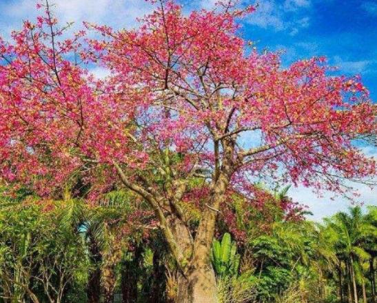 世界最漂亮的樹排名,天下第一銀杏樹、西安古寺銀杏樹讓你身心舒緩 世界最漂亮的樹排名,天下第一銀杏樹、西安古寺銀杏樹讓你身心舒緩