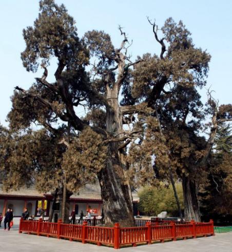 世界最漂亮的樹排名,天下第一銀杏樹、西安古寺銀杏樹讓你身心舒緩 世界最漂亮的樹排名,天下第一銀杏樹、西安古寺銀杏樹讓你身心舒緩