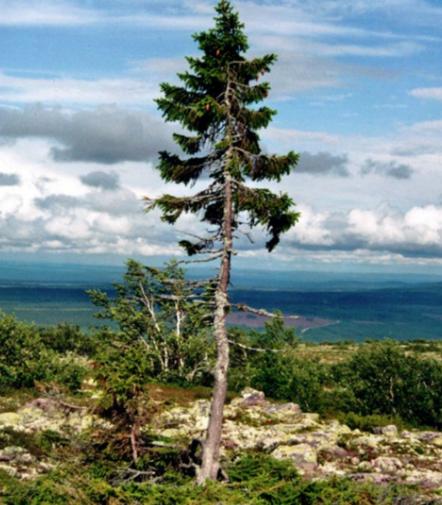 世界最漂亮的樹排名,天下第一銀杏樹、西安古寺銀杏樹讓你身心舒緩 世界最漂亮的樹排名,天下第一銀杏樹、西安古寺銀杏樹讓你身心舒緩