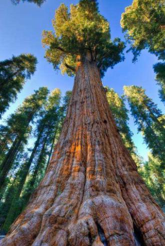 世界最漂亮的樹排名,天下第一銀杏樹、西安古寺銀杏樹讓你身心舒緩 世界最漂亮的樹排名,天下第一銀杏樹、西安古寺銀杏樹讓你身心舒緩