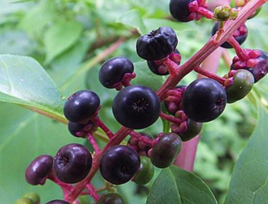 ʮ�󄡶�Ұ�����а��������Ҫ�����������������˻���