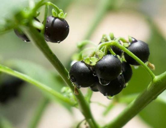 ʮ�󄡶�Ұ�����а��������Ҫ�����������������˻���