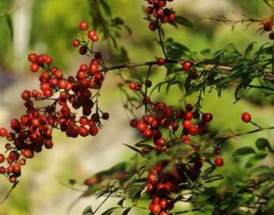 ʮ�󄡶�Ұ�����а��������Ҫ�����������������˻���