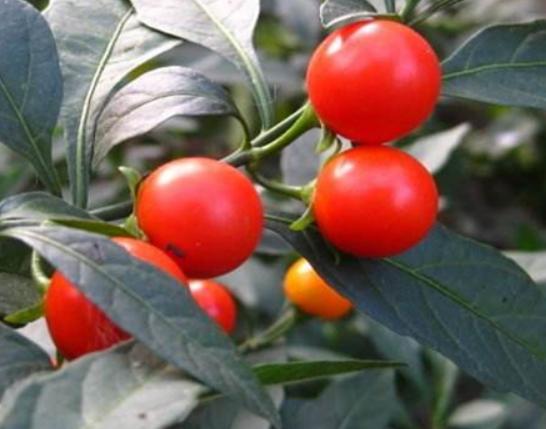 ʮ�󄡶�Ұ�����а��������Ҫ�����������������˻���