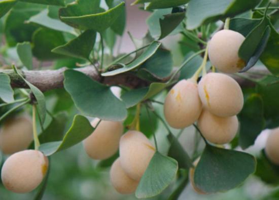 ʮ�󄡶�Ұ�����а��������Ҫ�����������������˻���