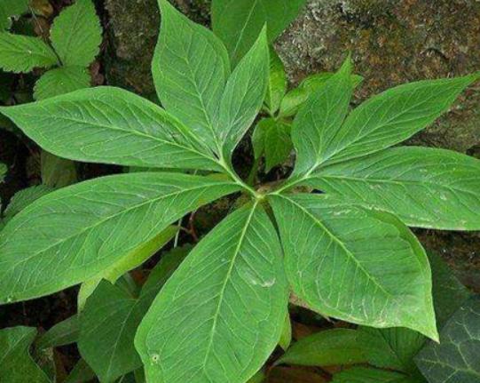 ʮ�󄡶�Ұ�����а������Ҫ�����������������˻���