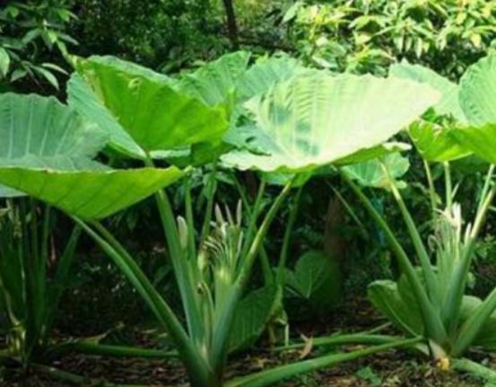 ʮ�󄡶�Ұ�����а������Ҫ�����������������˻���