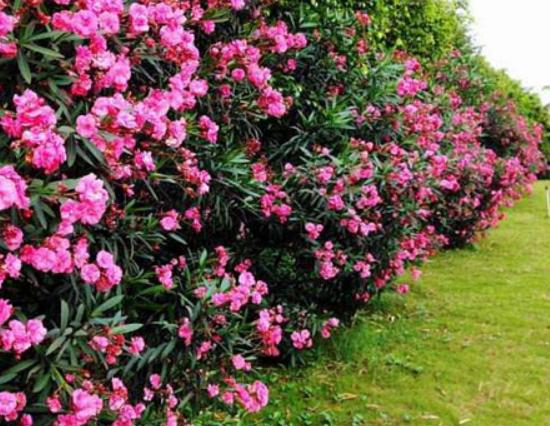 ʮ�󄡶�Ұ�����а��������Ҫ�����������������˻���