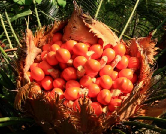 ʮ�󄡶�Ұ�����а��������Ҫ�����������������˻���