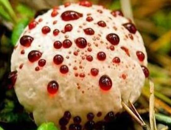 ���������������ʮ��Ģ����Ѫ�X�����Ժ܏���ʳ��¹�������ؿ�����