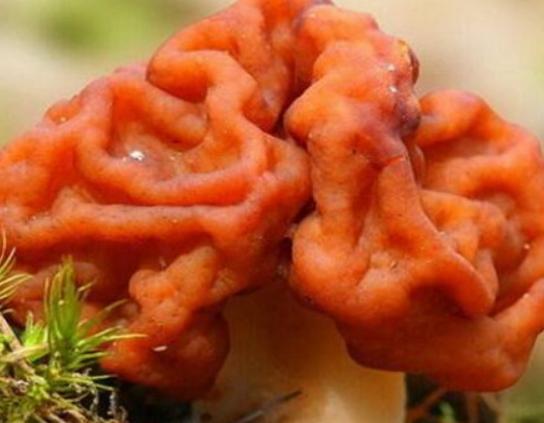 世界最奇特且最毒的十大蘑菇,血齒菌毒性很強、食用鹿花菌嚴重可致命 世界最奇特且最毒的十大蘑菇,血齒菌毒性很強、食用鹿花菌嚴重可致命