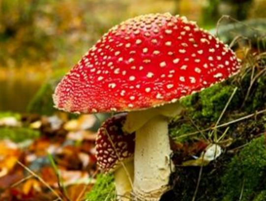 世界最奇特且最毒的十大蘑菇,血齒菌毒性很強、食用鹿花菌嚴重可致命 世界最奇特且最毒的十大蘑菇,血齒菌毒性很強、食用鹿花菌嚴重可致命
