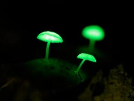 世界最奇特且最毒的十大蘑菇,血齒菌毒性很強、食用鹿花菌嚴重可致命 世界最奇特且最毒的十大蘑菇,血齒菌毒性很強、食用鹿花菌嚴重可致命