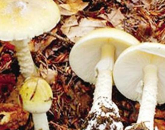 世界最奇特且最毒的十大蘑菇,血齒菌毒性很強、食用鹿花菌嚴重可致命 世界最奇特且最毒的十大蘑菇,血齒菌毒性很強、食用鹿花菌嚴重可致命