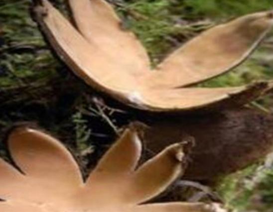 世界最奇特且最毒的十大蘑菇,血齒菌毒性很強、食用鹿花菌嚴重可致命 世界最奇特且最毒的十大蘑菇,血齒菌毒性很強、食用鹿花菌嚴重可致命