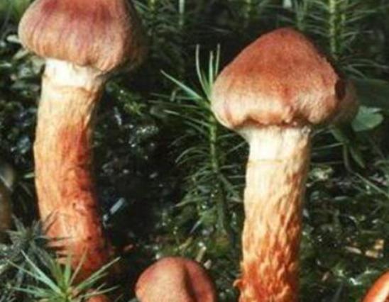 世界最奇特且最毒的十大蘑菇,血齒菌毒性很強、食用鹿花菌嚴重可致命 世界最奇特且最毒的十大蘑菇,血齒菌毒性很強、食用鹿花菌嚴重可致命