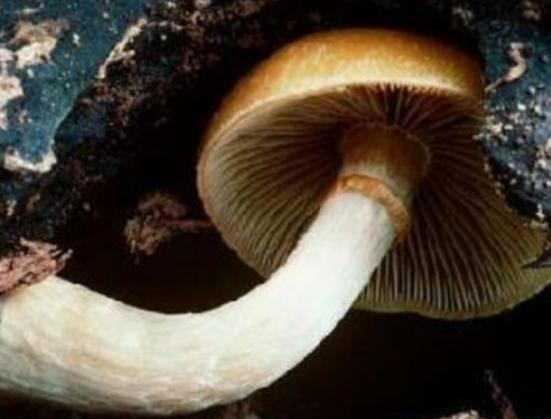 世界最奇特且最毒的十大蘑菇,血齒菌毒性很強、食用鹿花菌嚴重可致命 世界最奇特且最毒的十大蘑菇,血齒菌毒性很強、食用鹿花菌嚴重可致命
