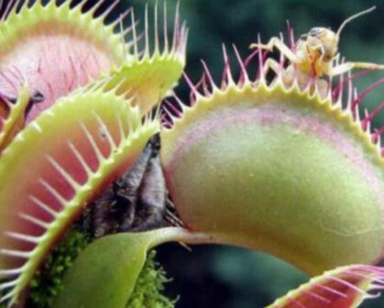 世界十大奇異植物排名,日輪花讓人心生畏懼、銀扇草有忠誠的寓意 世界十大奇異植物排名,日輪花讓人心生畏懼、銀扇草有忠誠的寓意