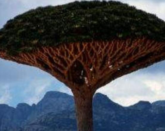 世界十大奇異植物排名,日輪花讓人心生畏懼、銀扇草有忠誠的寓意 世界十大奇異植物排名,日輪花讓人心生畏懼、銀扇草有忠誠的寓意