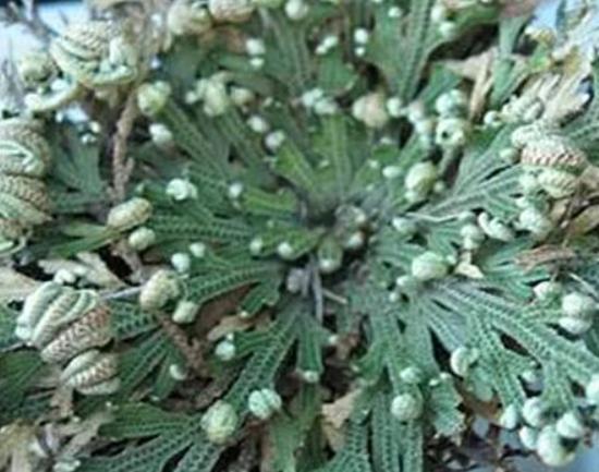 世界十大奇異植物排名,日輪花讓人心生畏懼、銀扇草有忠誠的寓意 世界十大奇異植物排名,日輪花讓人心生畏懼、銀扇草有忠誠的寓意