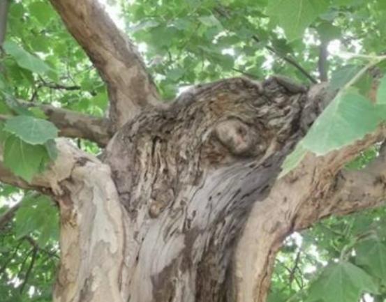 世界十大奇異植物排名,日輪花讓人心生畏懼、銀扇草有忠誠的寓意 世界十大奇異植物排名,日輪花讓人心生畏懼、銀扇草有忠誠的寓意