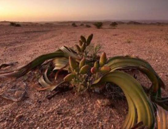 世界十大奇異植物排名,日輪花讓人心生畏懼、銀扇草有忠誠的寓意 世界十大奇異植物排名,日輪花讓人心生畏懼、銀扇草有忠誠的寓意