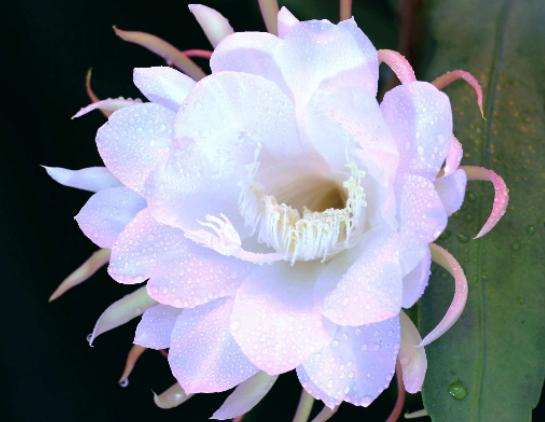 世界十大悲傷的花語,荼蘼花花語末路之美、彼岸花花語悲傷的回憶 世界十大悲傷的花語,荼蘼花花語末路之美、彼岸花花語悲傷的回憶