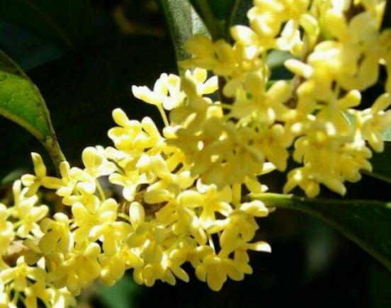 世界十大悲傷的花語,荼蘼花花語末路之美、彼岸花花語悲傷的回憶 世界十大悲傷的花語,荼蘼花花語末路之美、彼岸花花語悲傷的回憶