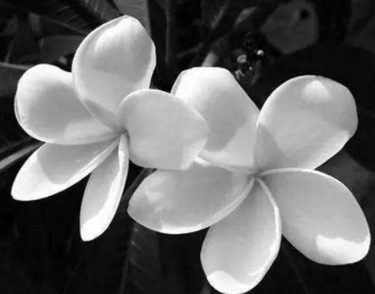 世界十大悲傷的花語,荼蘼花花語末路之美、彼岸花花語悲傷的回憶 世界十大悲傷的花語,荼蘼花花語末路之美、彼岸花花語悲傷的回憶